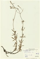 藏品(蠅子草)的圖片